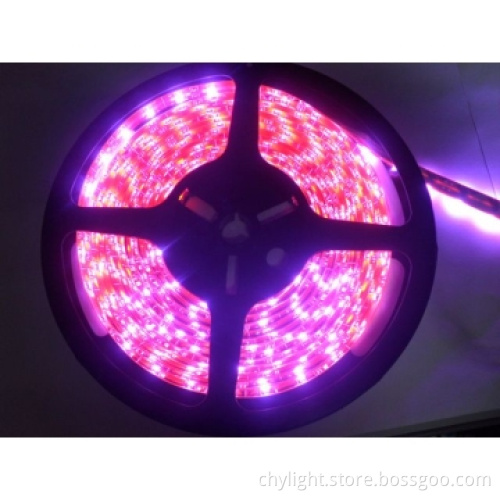 Flexible Strip LED 3528 DC12V,Pink Color,300LEDs